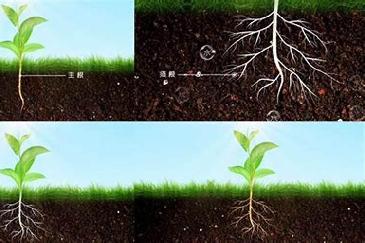 种大葱用什么肥料最好吃