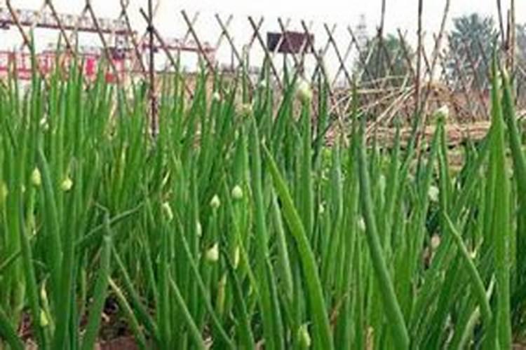 菜籽饼肥料的使用方法