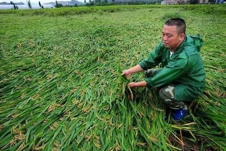 水稻什么时间施肥最好