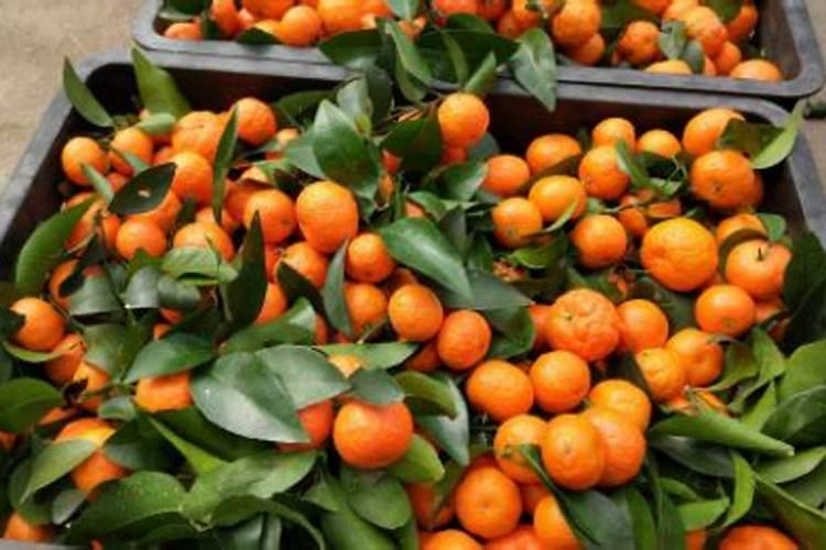 砂糖橘高产种植方法