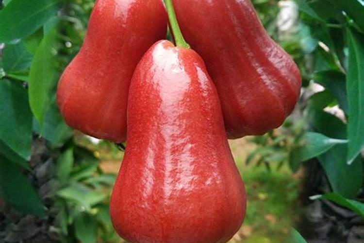 九里香花芽分化用什么肥,三角梅花谢后施什么肥