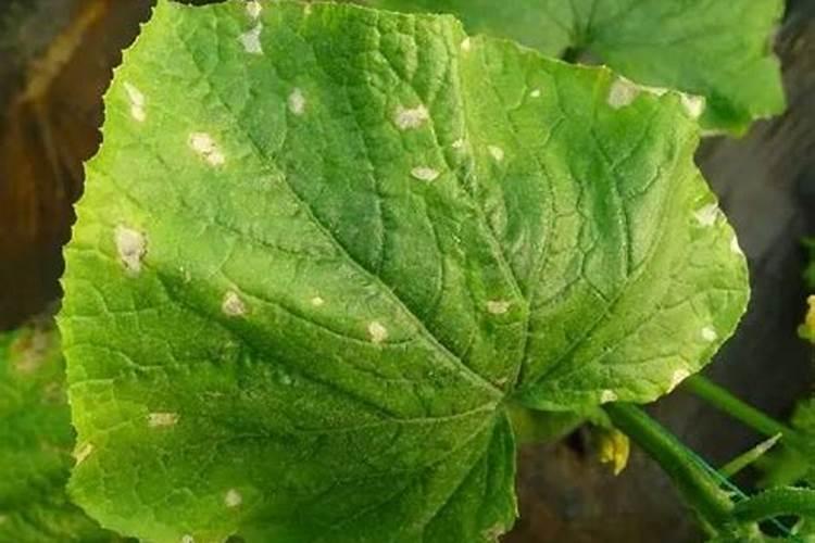 缺镁有什么症状