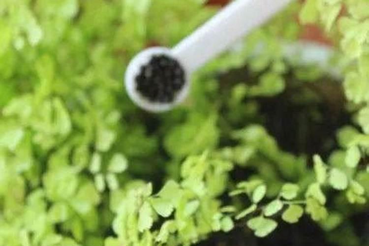 兰草花施什么肥料