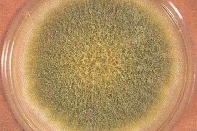 奈安大力士叶面肥价格生产地