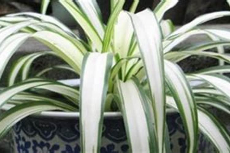 黑芝麻的栽培管理技术要点