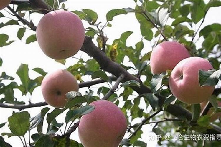 苹果树怎样施肥:夏季苹果树施肥方法