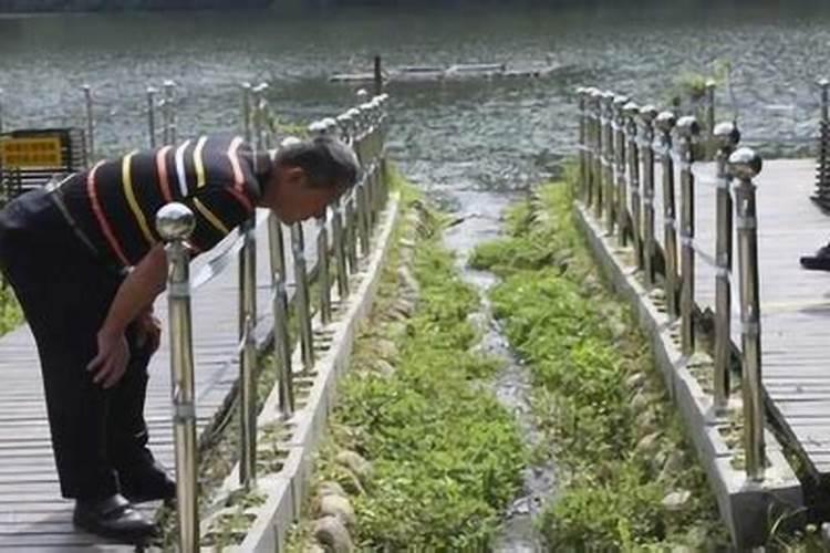 甜叶菊有什么好的肥料？