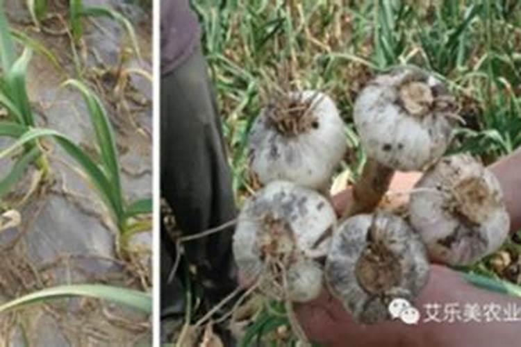 大蒜追肥的最佳时间