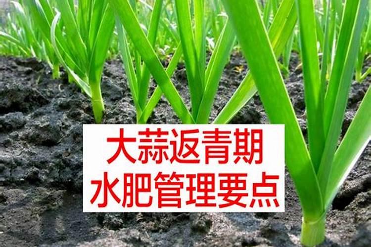 大蒜返青后叶片进入猛涨期,该如何进行科学施肥？