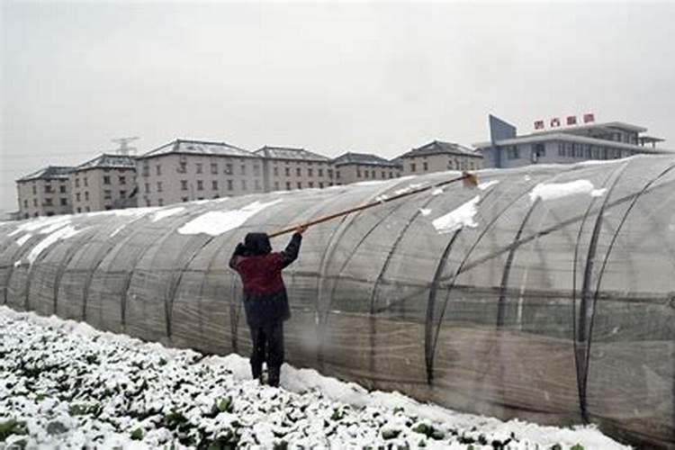 茶树需要上什么肥料