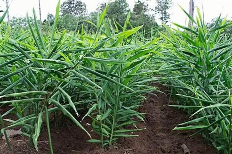 沙姜怎么种才能高产