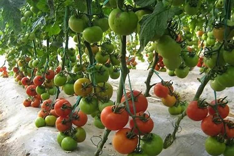 磷燃烧后所生成的五氧化二磷是什么？