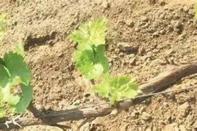 钾肥是什么肥料 植物缺少钾肥会怎么样