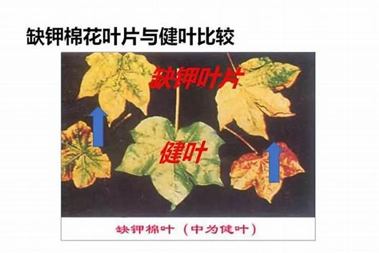 缺少氮磷钾肥分别有什么现象