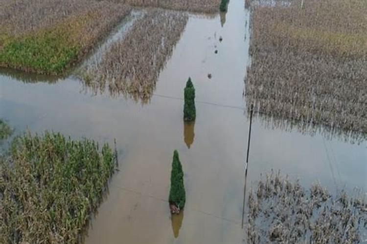 水田淹水期不宜施用哪种氮肥？