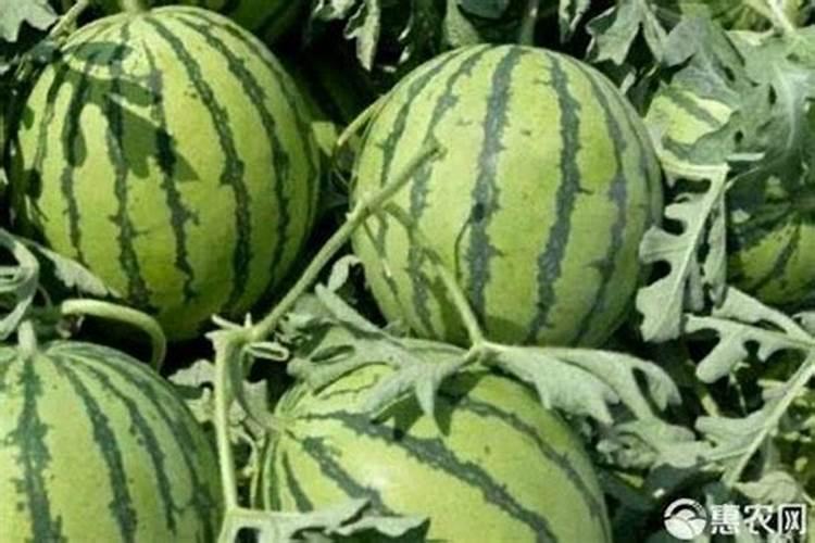 西瓜果实膨大喷啥水溶肥？春季西瓜如何施肥