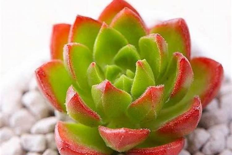 种大豆、花生等豆科植物,不需要多施氮肥,原因是( )A.土壤中氮肥较多B...