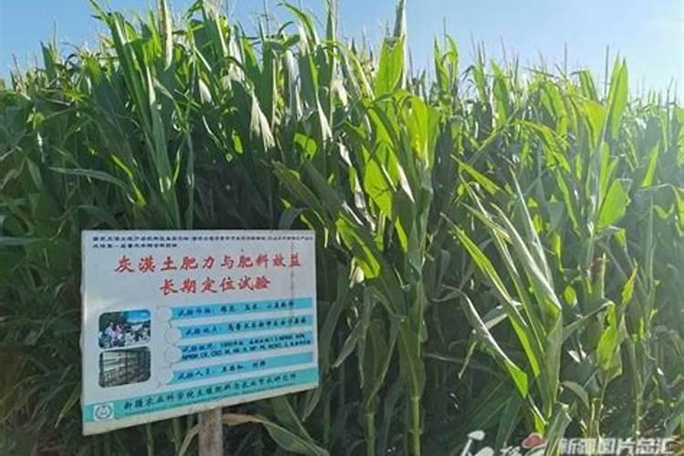 玉米田秸秆还田后,还用施钾肥吗？？？