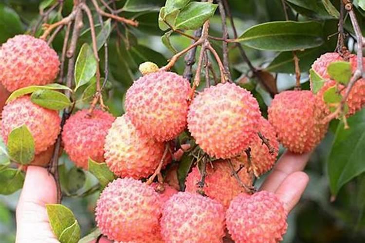 桂味荔枝怎样管理才可年年挂果