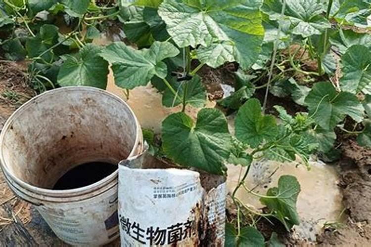 我买的康力普大量元素水溶肥,怎么使用啊这个东西!