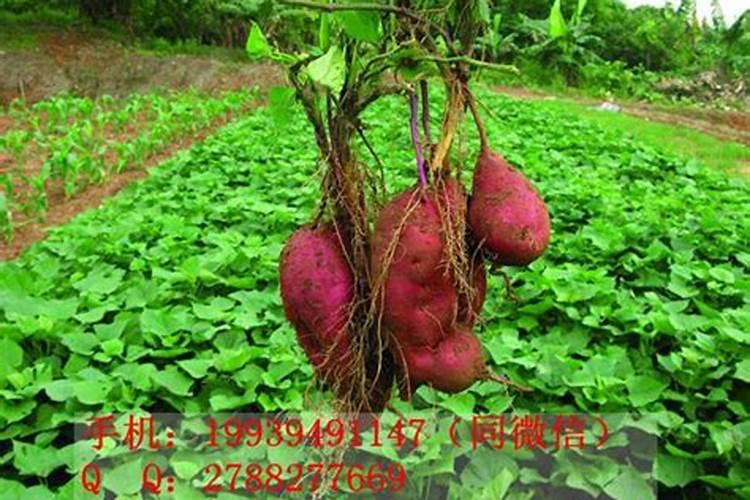 葡萄施肥的最佳时间 什么时候施肥好