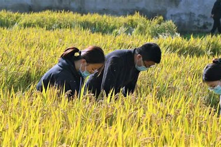 盐碱地能种花生吗 因而碱化度普遍较高