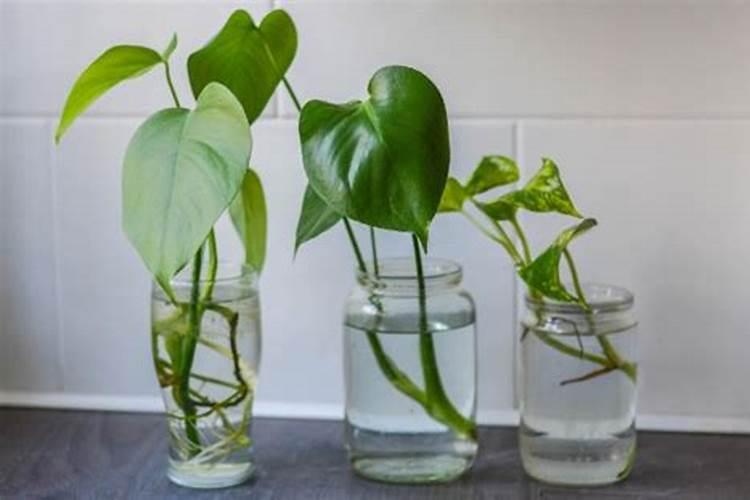 花叶喷什么又绿又亮