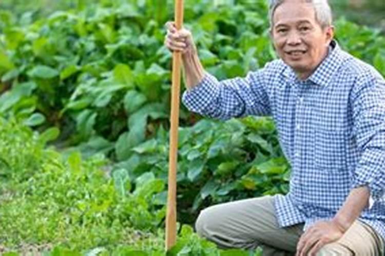 种菜用什么复合肥比较好