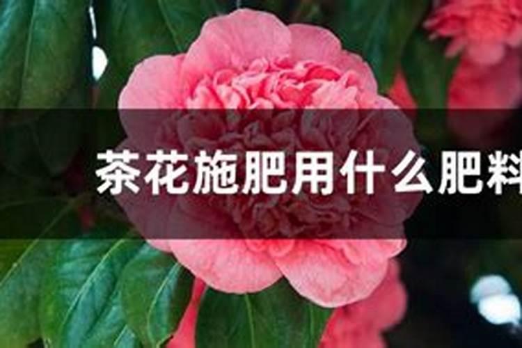 茶花施什么肥最好