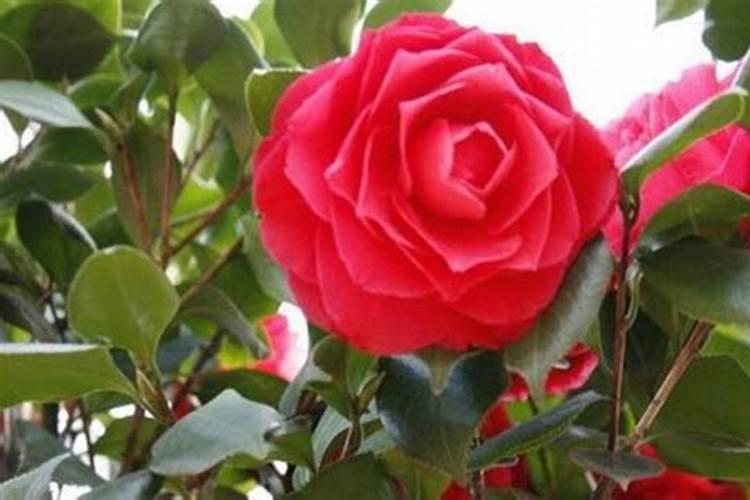 四季茶花用什么肥料好