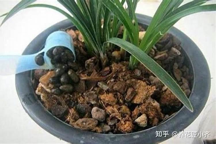 种菜鸡粪和猪粪哪种比较好