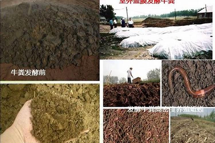 动物粪便是甲肥肥吗？