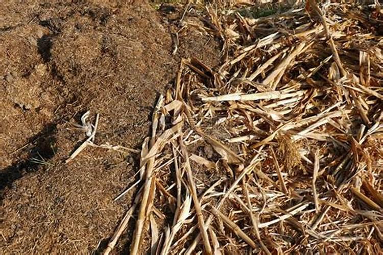 追肥使用磷酸二氢钾,属于叶面肥吗？磷肥怎么用效果好