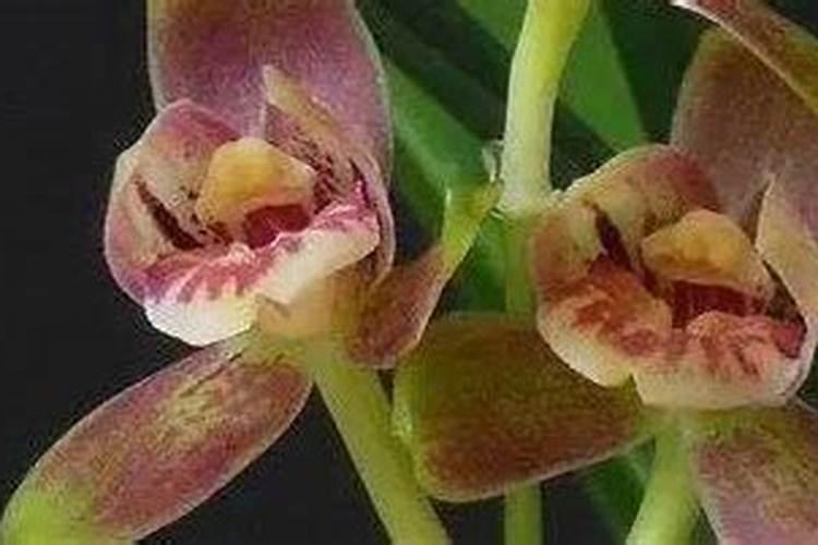 兰草花施什么肥料