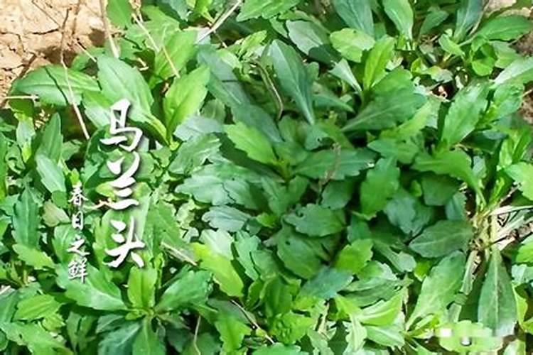 锌肥和硼肥能混合使用吗？