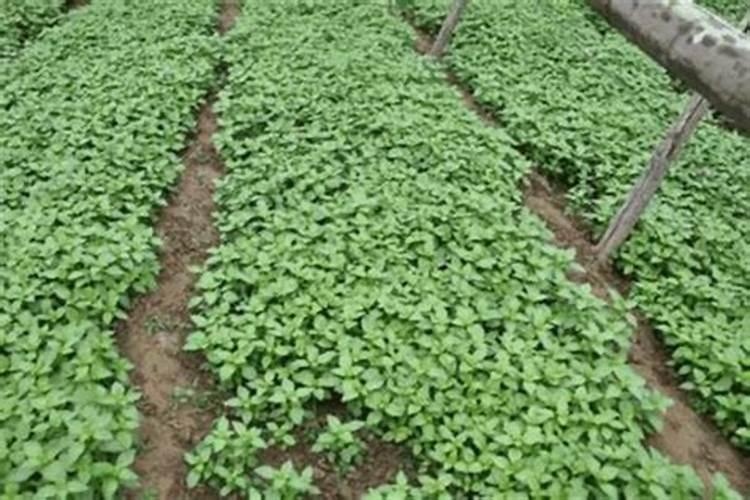 琴叶榕施什么肥最好