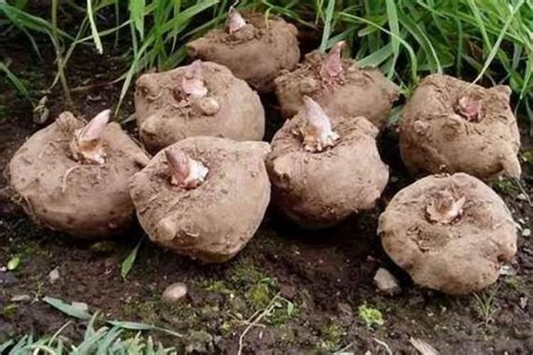 果苗施肥方法有哪些