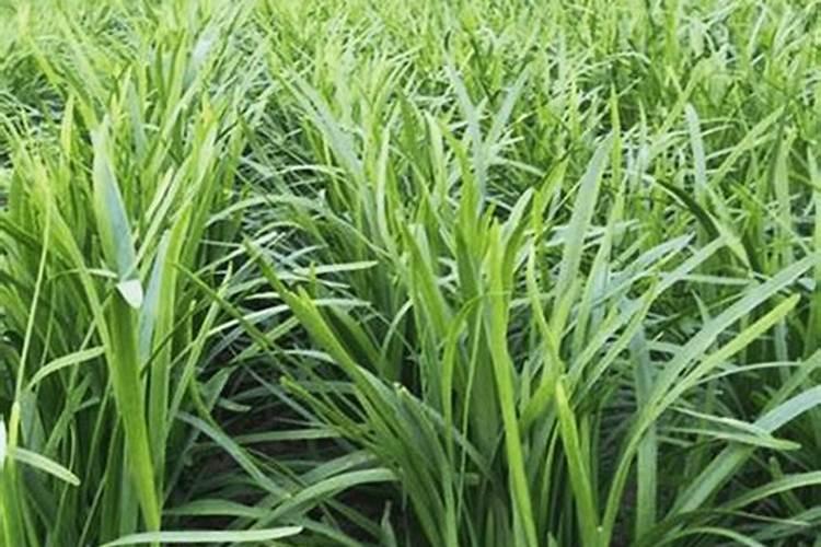 橄榄树的养殖方法和注意事项