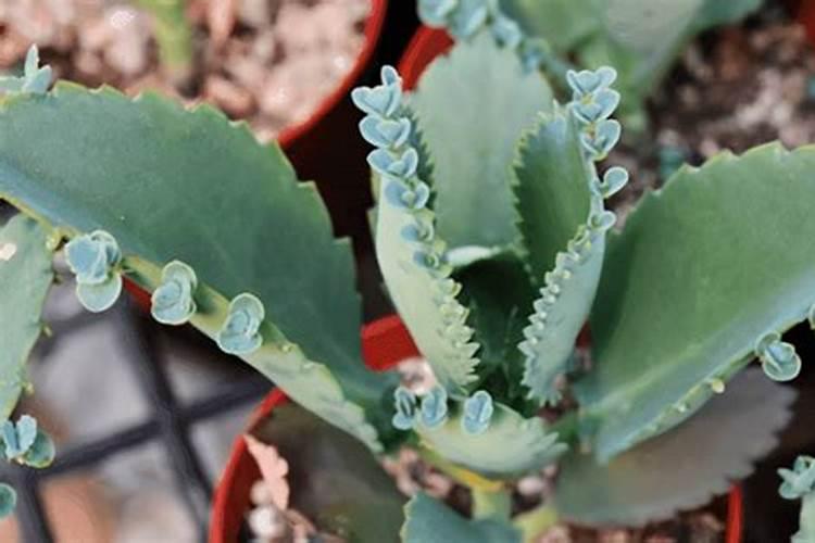 糖醇锌和绿风九五能混用吗有毒吗