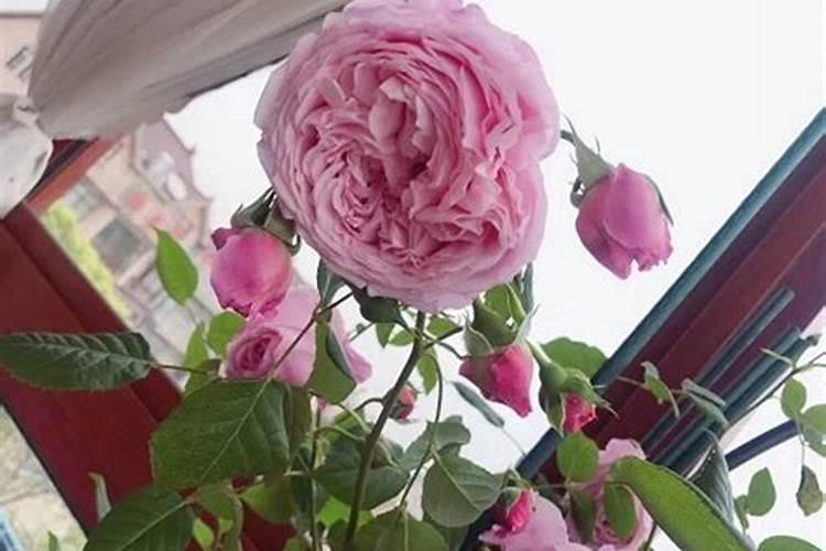 种植豆角时,防止豆角落花落荚的方法有哪些？