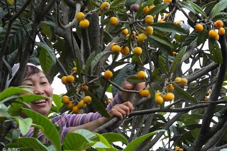 枇杷树每年分几个阶段施肥,每一个阶段该施什么肥？