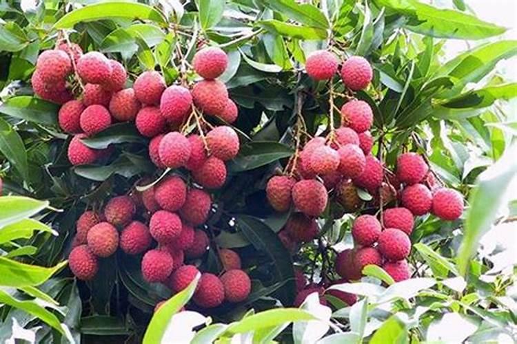 用什么叶面肥可以让荔枝熟得颜色好