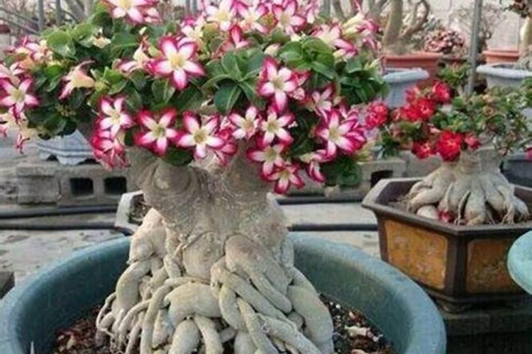 如何制做植物肥料