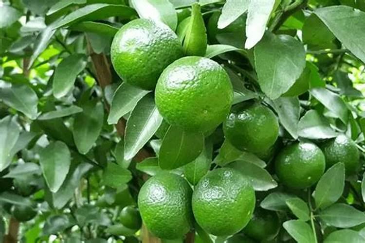 荔枝采果后需要怎样施肥,你知道怎么做吗？