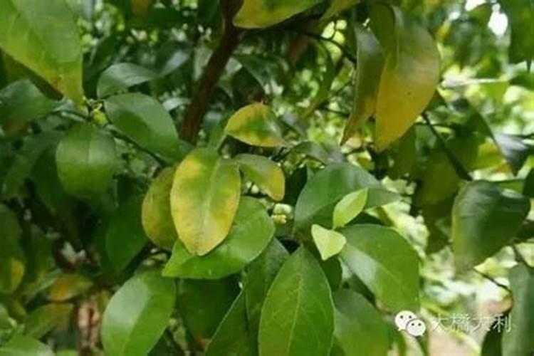 油菜的硼肥怎么施用？需要注意哪些方面？