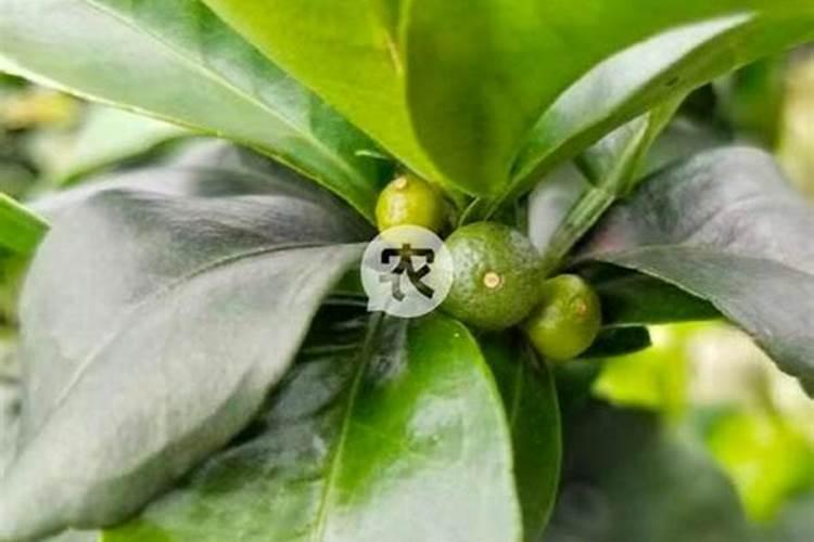 红薯打什么叶面肥增产,植物叶面肥有哪些