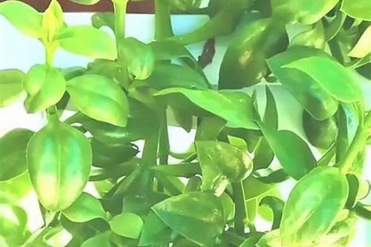 大棚甜瓜坐果以后用什么肥料？