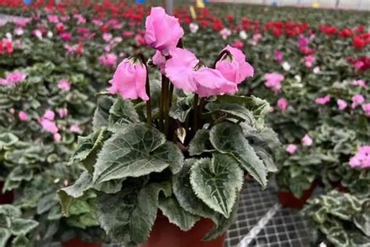 仙客来花茎发蔫弯下来是什么原因