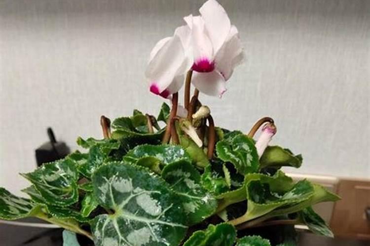 仙客来施肥多了怎么办,开花期可以施肥吗