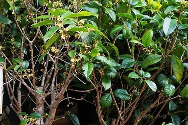 硫酸铵是什么性质的氮肥？